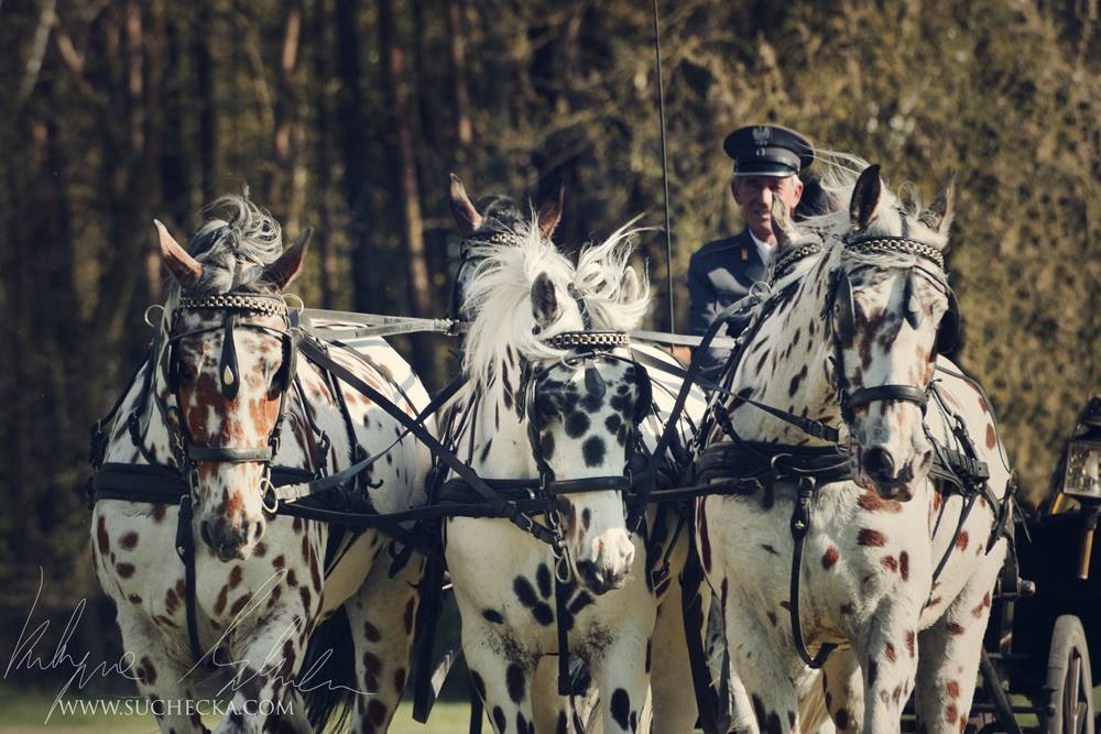 Noriker Horses Pulling Troika Sleigh